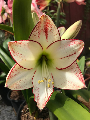 Picasso white amaryllis - white, bulb