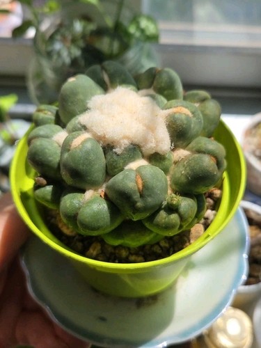 Coryphantha elephantidens