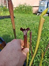 S. alata var. nigropurpurea – Black Tube, De Soto National Forest, MS, W(A27,MK)