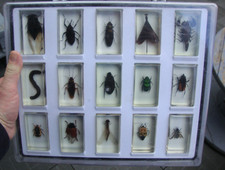 coffret de 15 insectes sous