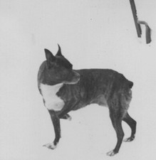 1940s Boston Terrier Standing