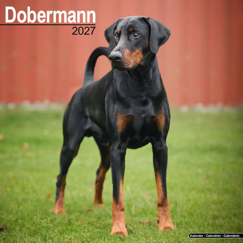 Calendrier 2027 doberman - 2027,