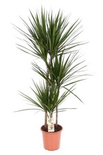 Arbre dragon Dracaena