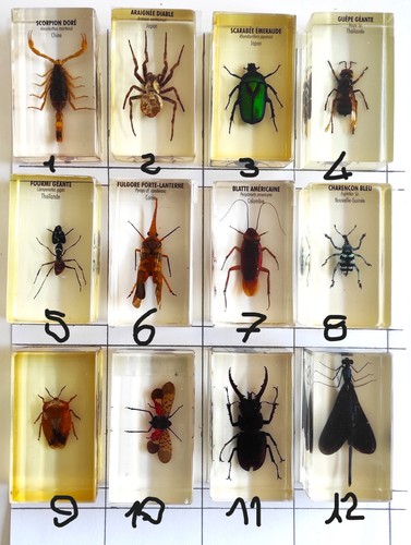 Insectes inclusion - (15),