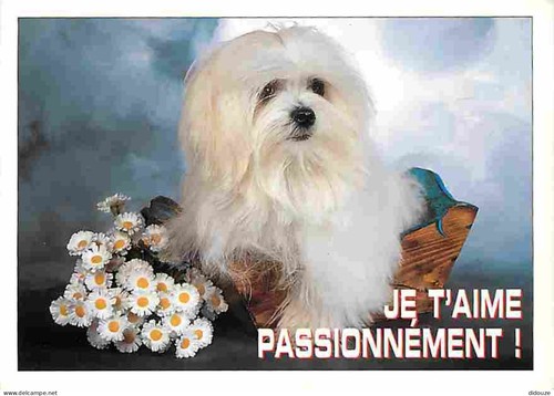 Carte postale animaux - -,