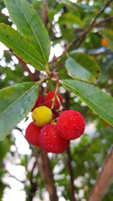 Arbutus unedo (De semis) / Arbousier ou Arbre aux fraises / Godet / Arbuste F...