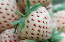 WHITE PINEBERRY - FRAISE