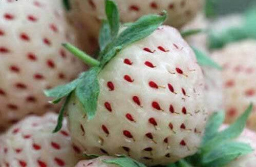 White pineberry fraise - pineberry,
