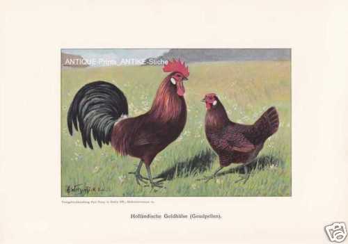 Coq doré races - races, de