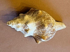 Coquillage de collection 