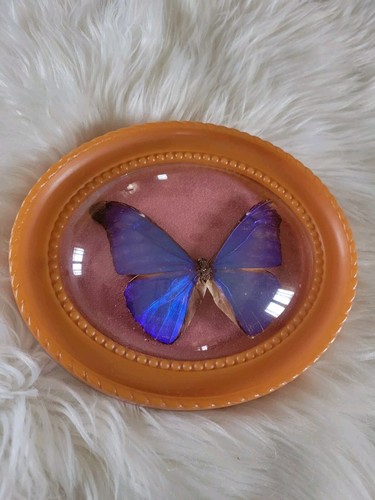 Petit cadre plastique - plastique, papillon