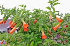 Brugmansia sanguinea Red Angel Trumpet  10 seeds
