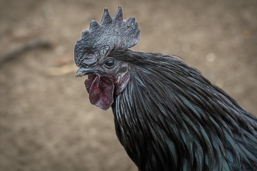 Purebred ayam cemani - purebred,