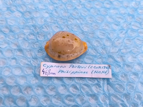 Cypraea raybaudia porteri - raybaudia,