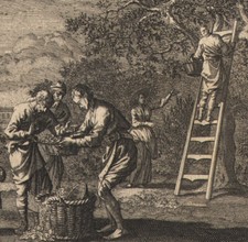 1766 Gravure sur bois Récolte des fruits cueillette Ethica naturalis