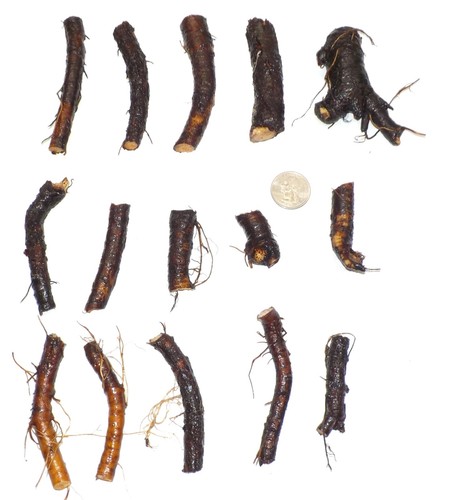 Comfrey root cuttings - comfrey,