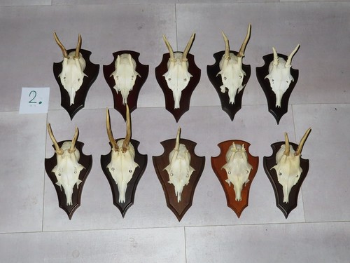 Lot pièces bois de - pièces, cerf