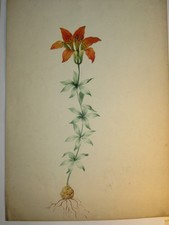 FRENCH SCHOOL 19TH BEAUTIFUL & LARGE DRAWING WATERCOLOR FLOWER LILY RED BOTANICAL 1850