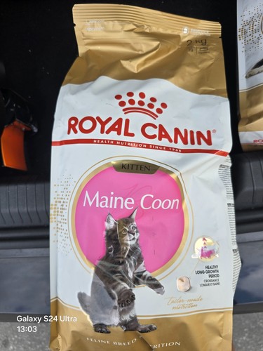 Croquettes maine coon bébé - coon,
