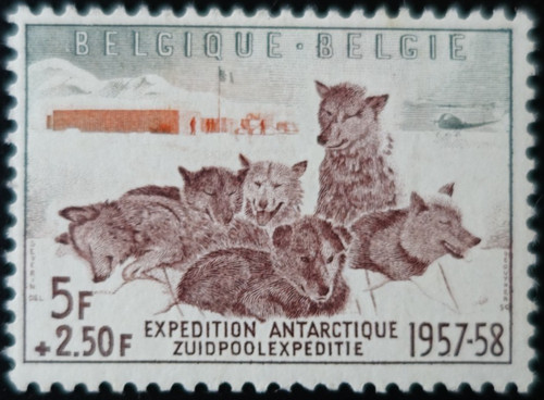 Timbre belgique - timbre,