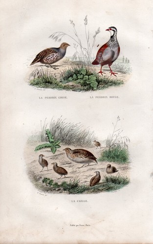 Buffon les oiseaux la - buffon,