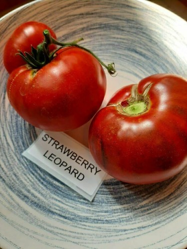 Tomate fraise léopard - tomate,