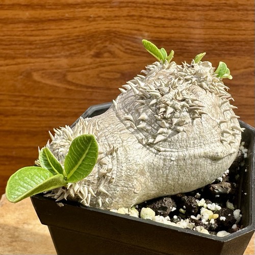 Pachypodium brevicaule - pachypodium, 2.75"