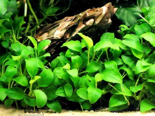 Anubia nana plante - 2x,