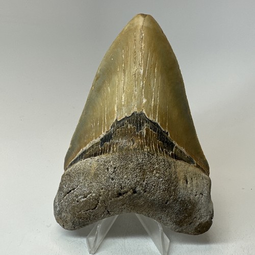 Megalodon shark tooth 65 - megalodon,