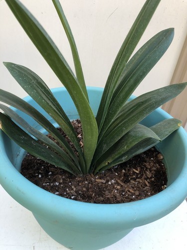Clivia miniata bush lily - clivia,