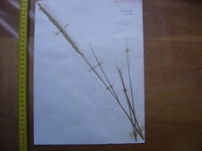 Annees 50 PLANCHE d'HERBIER du Gard Herbarium Planche Naturelle 42