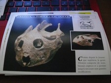 FICHE CARD dinosaure trionyx
