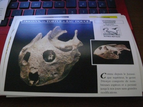 Fiche card dinosaure trionyx - card,