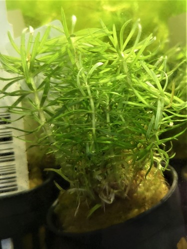Pogostemon erectus plante - erectus,