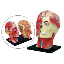 Modèle anatomique de