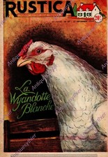 Wyandotte blanche poule - la,