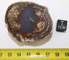 Lithophysis du massif de l'Estérel dans le Var - France (48.70 grams - 011**)