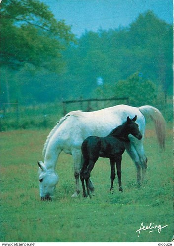 Carte postale animaux - carte,
