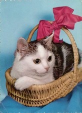 Postcard - Animals - Cat