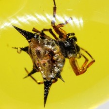 Araignée Epineuse sous