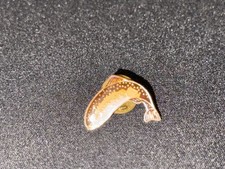 (Z1) VINTAGE ENAMEL BADGE PINS TROUT FISH COLLECTION