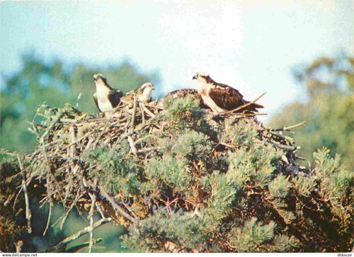 Carte postale animaux - -,