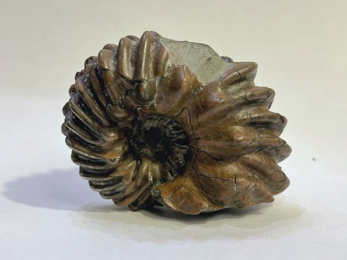 Ammonite épineuse hoplites - -,