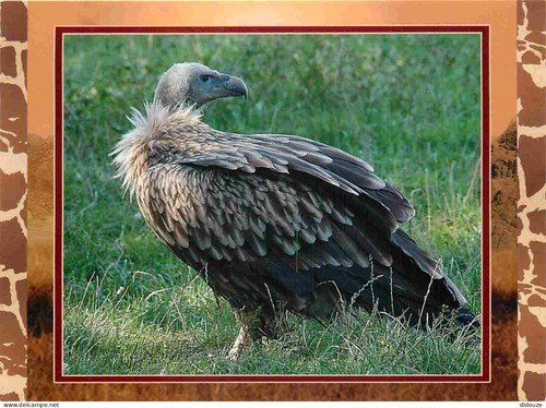 Carte postale animaux - postale,