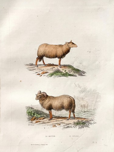 Lithographie colorise la - colorise,