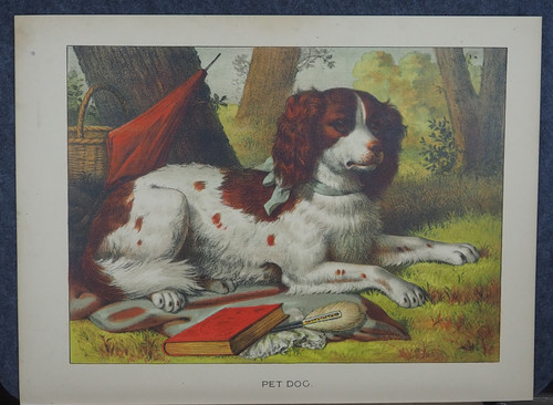 Cavalier king charles spaniel - king,