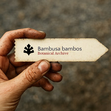Bambusa bambos | Giant Spiny