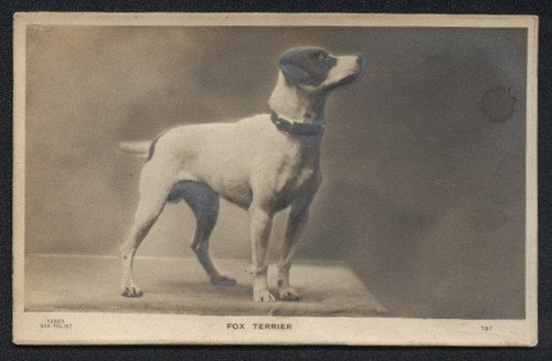 Relief fox terrier hund - relief-ak,