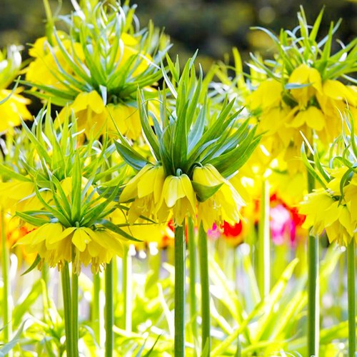 Bulbes fritillaires - bulbes, de
