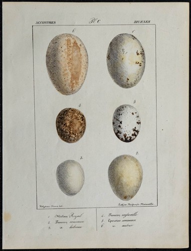 1830 oeufs oiseaux rapaces - 1830, d'oiseaux